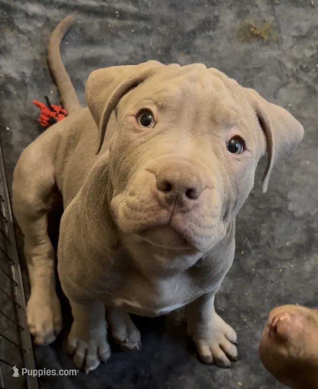 XL ABKC Lilac Male – American Bully puppy for sale in Los Angeles, CA