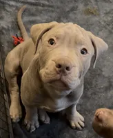 XL ABKC Lilac Male, a male American Bully for sale in Los Angeles, CA – 1 of 8