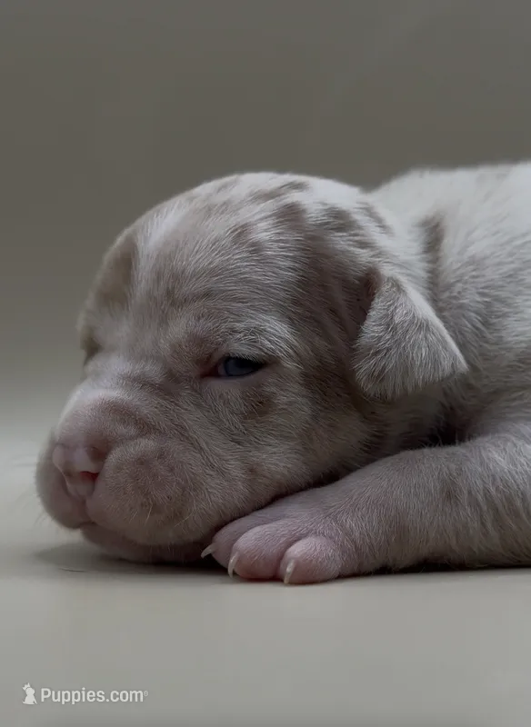 Male Chocolate Merle Tri – American Bully puppy for sale in Sacramento, CA