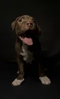 ABKC Chocolate Female, a female American Bully for sale in Los Angeles, CA – 3 of 10