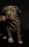 XL ABKC Lilac Female, a female American Bully for sale in Los Angeles, CA – 3 of 9