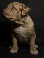 Lilac Merle Female, a female American Bully for sale in Sacramento, CA – 5 of 9