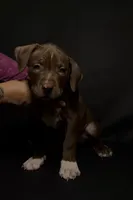 ABKC Chocolate Female, a female American Bully for sale in Los Angeles, CA – 4 of 10
