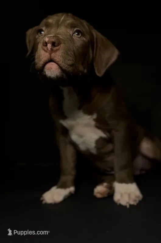 ABKC Chocolate Female – American Bully puppy for sale in Los Angeles, CA