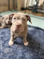 ABKC Lilac Female, a female American Bully for sale in Los Angeles, CA – 8 of 10