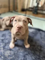 ABKC Lilac Female, a female American Bully for sale in Los Angeles, CA – 6 of 10