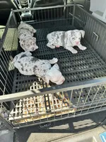 ABKC-Pocket Female, a female American Bully for sale in Los Angeles, CA – 5 of 6