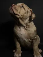 Lilac Merle Female, a female American Bully for sale in Sacramento, CA – 2 of 9