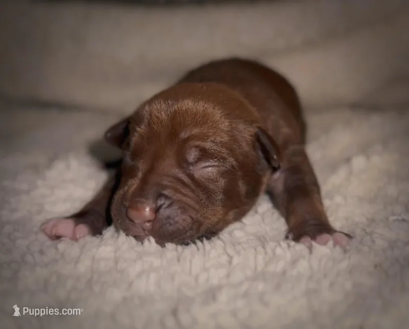 Female Chocolate 3 – American Bully puppy for sale in Sacramento, CA