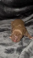 Female Chocolate 3, a female American Bully for sale in Sacramento, CA – 2 of 2