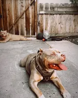 XL ABKC Lilac Male, a male American Bully for sale in Los Angeles, CA – 3 of 8