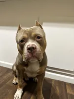 XL ABKC Lilac Male, a male American Bully for sale in Los Angeles, CA – 6 of 8
