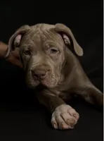 XL ABKC Lilac Female, a female American Bully for sale in Los Angeles, CA – 5 of 9