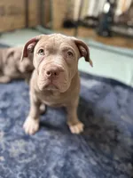 ABKC Lilac Female, a female American Bully for sale in Los Angeles, CA – 3 of 10