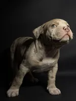 Lilac Merle Male, a male American Bully for sale in San Antonio, TX – 2 of 10