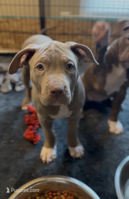 Rose❤️🤍 – American Bully puppy for sale in Sacramento, CA