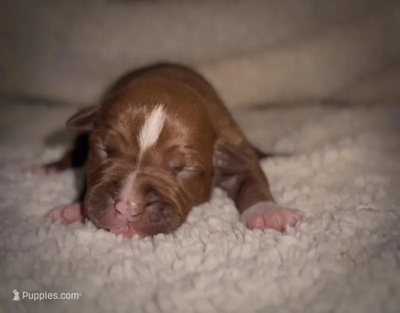 Female Chocolate 1 – American Bully puppy for sale in Sacramento, CA