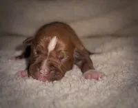 Female Chocolate 1, a female American Bully for sale in Sacramento, CA – 1 of 2