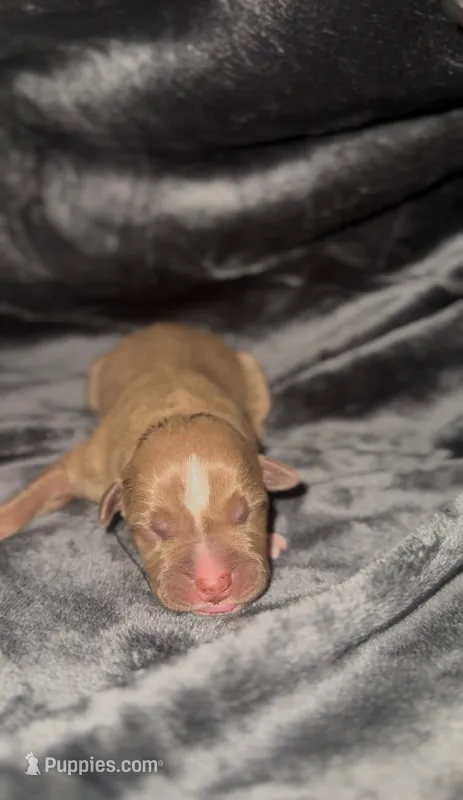 Coco5 – American Bully puppy for sale in Sacramento, CA