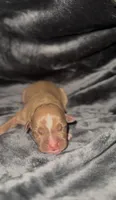 Female Chocolate 1, a female American Bully for sale in Sacramento, CA – 2 of 2