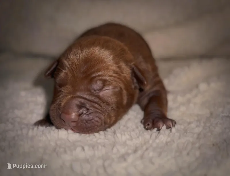Female Chocolate 2 – American Bully puppy for sale in Sacramento, CA
