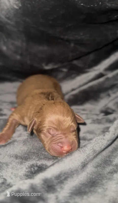 Coco7 – American Bully puppy for sale in Sacramento, CA