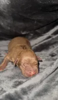 Female Chocolate 2, a female American Bully for sale in Sacramento, CA – 2 of 2