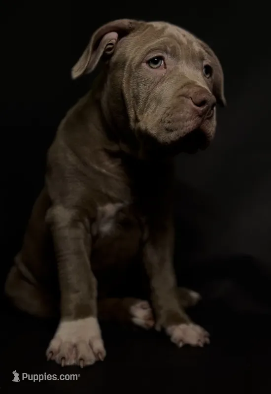 XL ABKC Lilac Female – American Bully puppy for sale in Los Angeles, CA