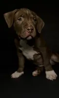 ABKC Chocolate Female, a female American Bully for sale in Los Angeles, CA – 2 of 10