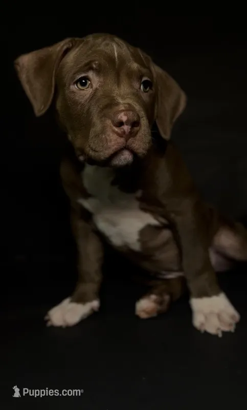 Harley – American Bully puppy for sale in Los Angeles, CA