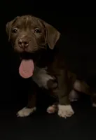 ABKC Chocolate Female, a female American Bully for sale in Los Angeles, CA – 5 of 10
