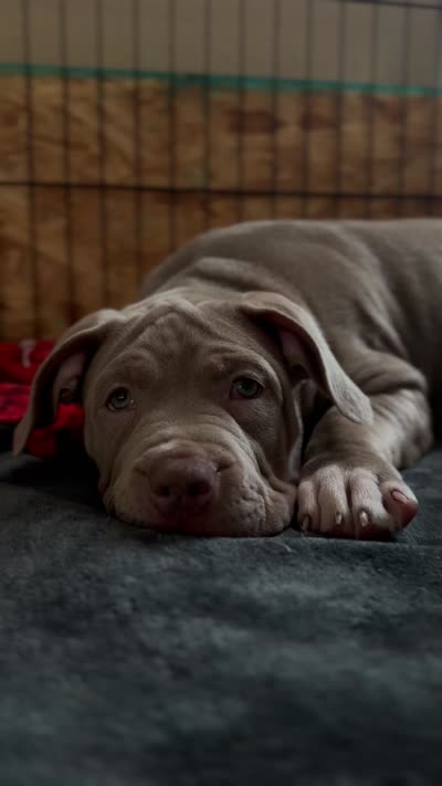 ABKC Lilac Female- pet only price available, a female American Bully for sale in Los Angeles, CA – 2 of 7