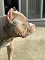 XL ABKC Lilac Male, a male American Bully for sale in Los Angeles, CA – 4 of 8