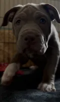 ABKC Lilac Female- pet only price available, a female American Bully for sale in Los Angeles, CA – 4 of 7