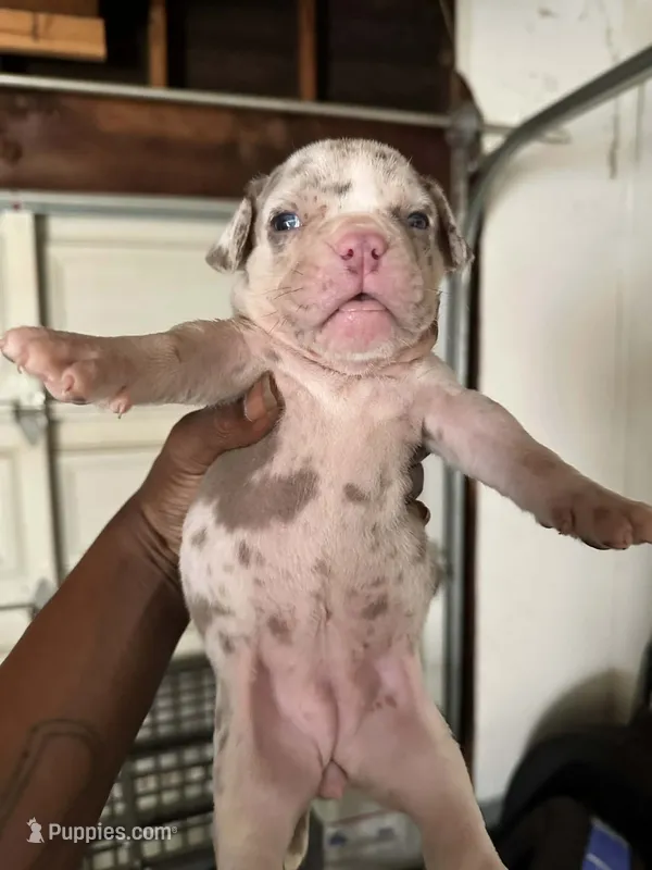 ABKC-Pocket Female – American Bully puppy for sale in Los Angeles, CA