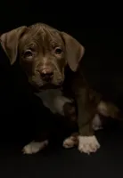 ABKC Chocolate Female, a female American Bully for sale in Los Angeles, CA – 7 of 10