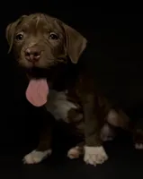 Harley, a female American Bully for sale in Los Angeles, CA – 4 of 10
