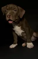 ABKC Chocolate Female, a female American Bully for sale in Los Angeles, CA – 6 of 10