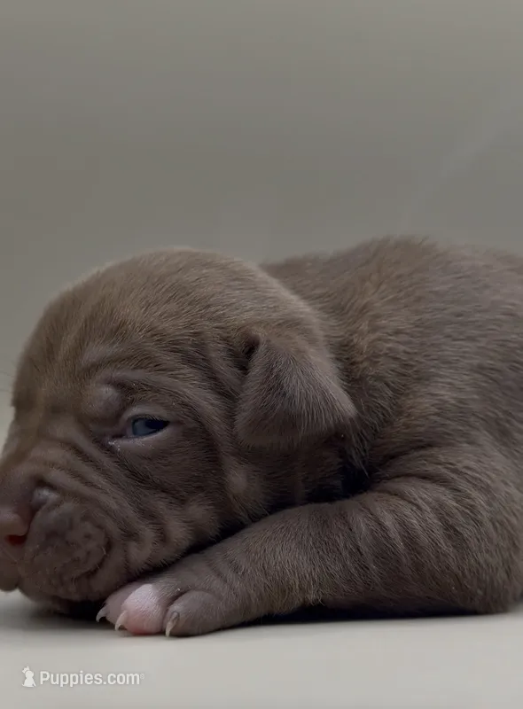 Female Chocolate 2 – American Bully puppy for sale in Sacramento, CA