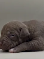 Female Chocolate 2, a female American Bully for sale in Los Angeles, CA – 1 of 3