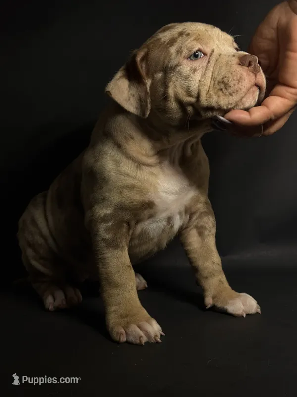 Lilac Merle Tri – American Bully puppy for sale in Sacramento, CA