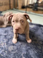ABKC Lilac Female, a female American Bully for sale in Los Angeles, CA – 10 of 10