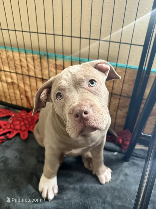 ABKC Lilac Female- pet only price available – American Bully puppy for sale in Los Angeles, CA