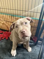 ABKC Lilac Female- pet only price available, a female American Bully for sale in Los Angeles, CA – 1 of 7
