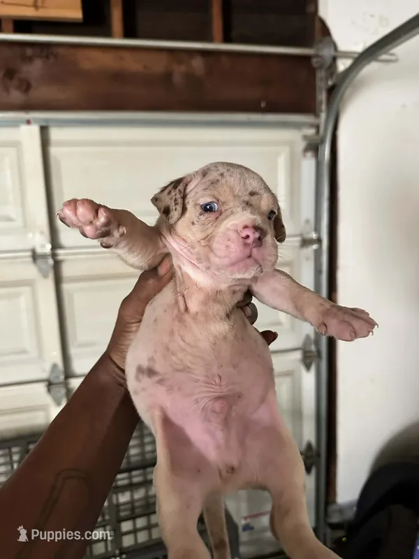ABKC-Pocket Male – American Bully puppy for sale in Los Angeles, CA