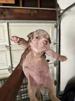 ABKC-Pocket Male, a male American Bully for sale in Los Angeles, CA – 1 of 7