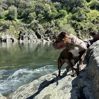 Coco, a female American Bully for sale in Sacramento, CA – Photo 8 of 8