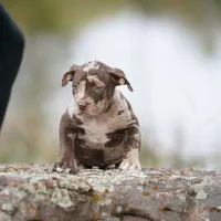 Coco, a female American Bully for sale in Sacramento, CA – Photo 2 of 8