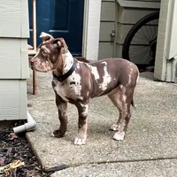 Coco, a female American Bully for sale in Sacramento, CA – Photo 3 of 8