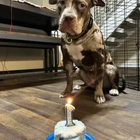 Coco, a female American Bully for sale in Sacramento, CA – Photo 6 of 8